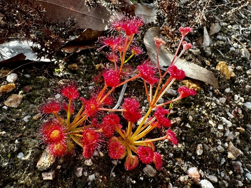 Drosera stolonifera