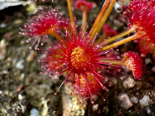 Drosera stolonifera