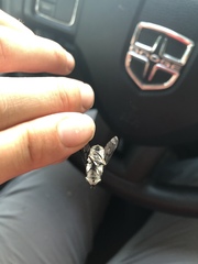 Tabanus trimaculatus