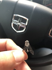 Tabanus trimaculatus