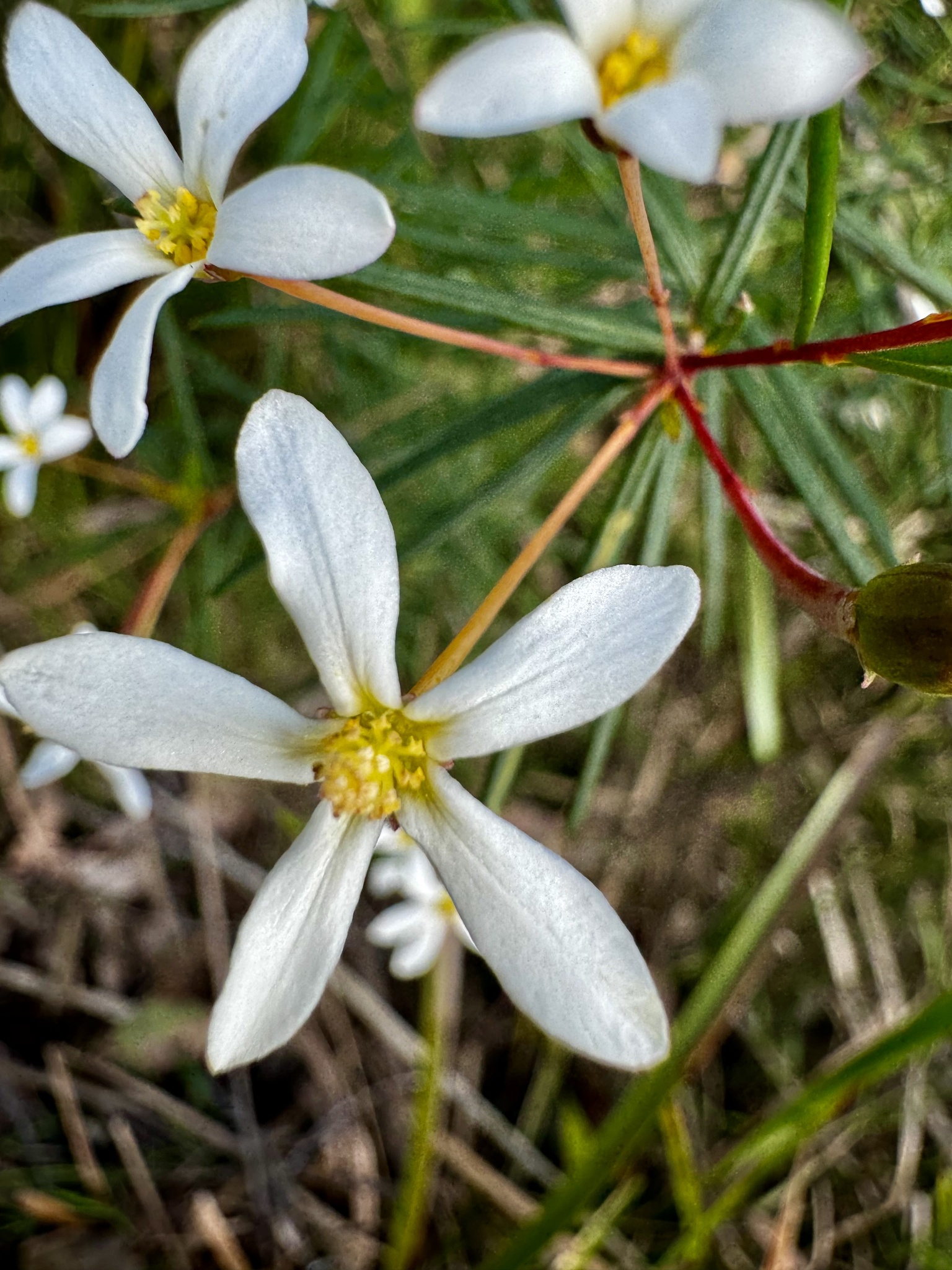 Ricinocarpos glaucus