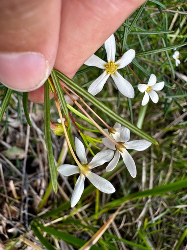 Ricinocarpos glaucus, photograph 3
