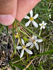 pimelea, CC BY, iNaturalist via GBIF Ricinocarpos glaucus, photograph pimelea, CC BY, iNaturalist via GBIF