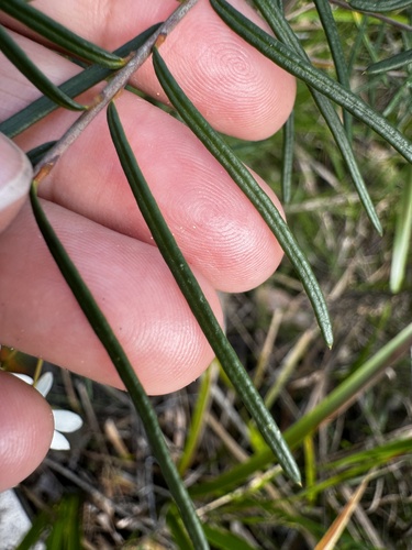 Ricinocarpos glaucus, photograph 4