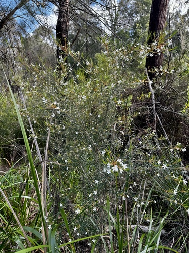 Ricinocarpos glaucus, photograph 5