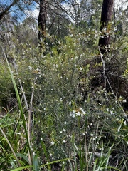 pimelea, CC BY, iNaturalist via GBIF Ricinocarpos glaucus, photograph pimelea, CC BY, iNaturalist via GBIF