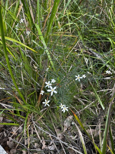 Ricinocarpos glaucus, photograph 6