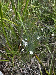 Ricinocarpos glaucus, photograph pimelea, CC BY, iNaturalist via GBIF