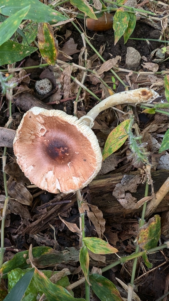 Leucoagaricus rubrotinctus · October 2024 · photo: © atsushi_nakajima_cirque (iNaturalist, cc-by)