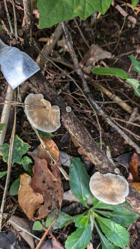 Trametes betulina · October 2024 · photo: © atsushi_nakajima_cirque (iNaturalist, cc-by)