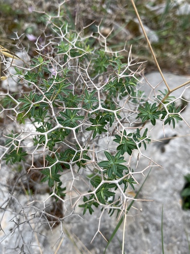 Euphorbia acanthodes