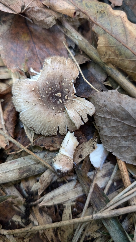 Amanita sychnopyramis · October 2024 · photo: © atsushi_nakajima_cirque (iNaturalist, cc-by)