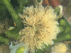 Bugulina stolonifera