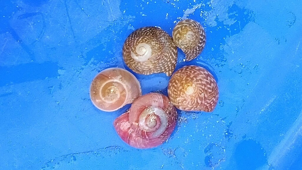 Vesta's Button Top Shell from Juhu Beach, Mumbai, Maharashtra, India on ...