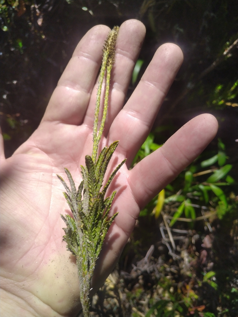 Diphasium lawessonianum