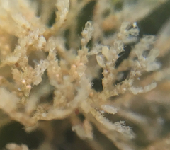 Bugulina stolonifera
