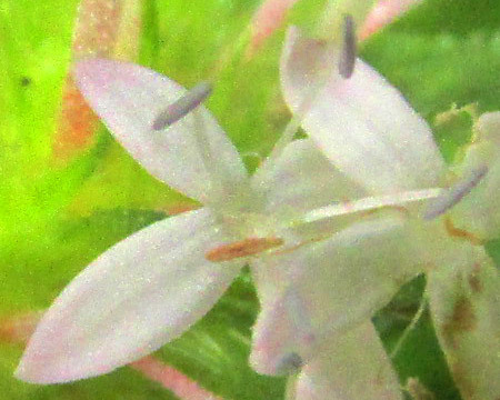 Crusea longiflora, photograph 1