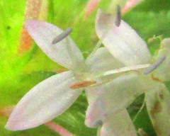 Crusea longiflora, photograph author not stated, no rights reserved