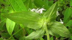 Crusea longiflora, photograph author not stated, no rights reserved