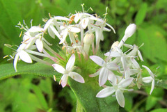 Crusea longiflora