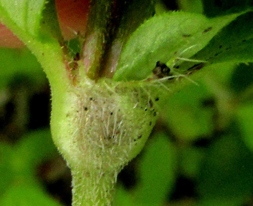 Crusea longiflora, photograph 4
