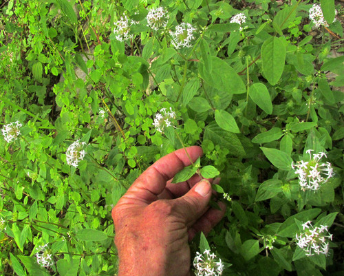 Crusea longiflora, photograph 5
