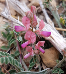 Onobrychis viciifolia