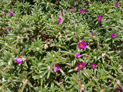 Portulaca pilosa