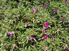 Portulaca pilosa