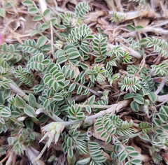 Onobrychis viciifolia
