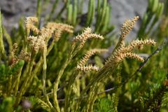 Diphasiastrum alpinum