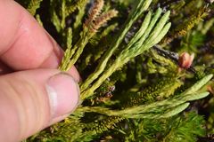 Diphasiastrum alpinum