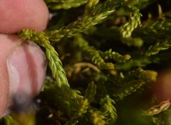 Diphasiastrum alpinum