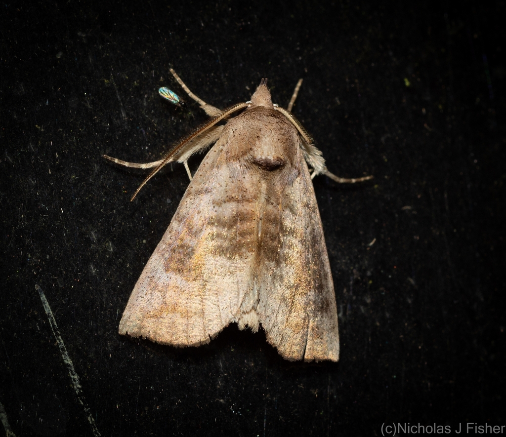Hyperlopha amicta