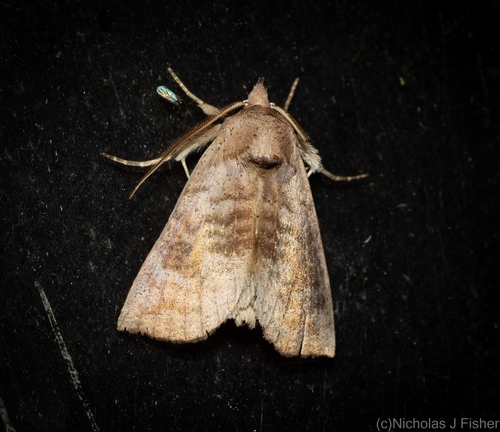 Hyperlopha amicta