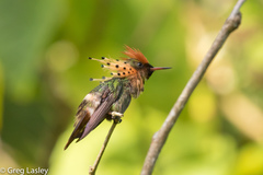 Tufted Coquette photo 3