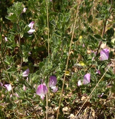 Ononis spinosa procurrens