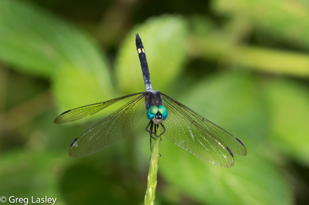 Cenicilla oscura (Odonatos de Guatemala) · iNaturalist