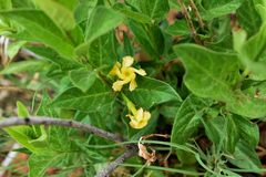 Mandevilla foliosa