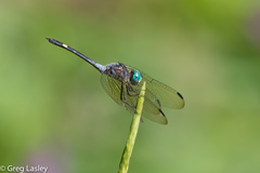 Micrathyria atra