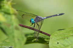 Micrathyria atra