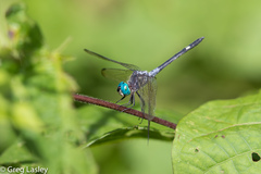 Micrathyria atra