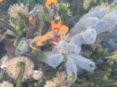 Bugulina stolonifera