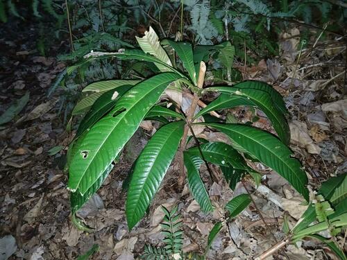 Barringtonia curranii observed 2024-10-20