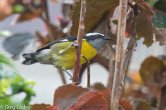 Coereba flaveola luteola