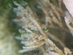 Bugulina stolonifera