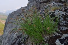 Carex macrochaeta