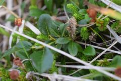 Salix stolonifera