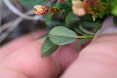 Salix stolonifera