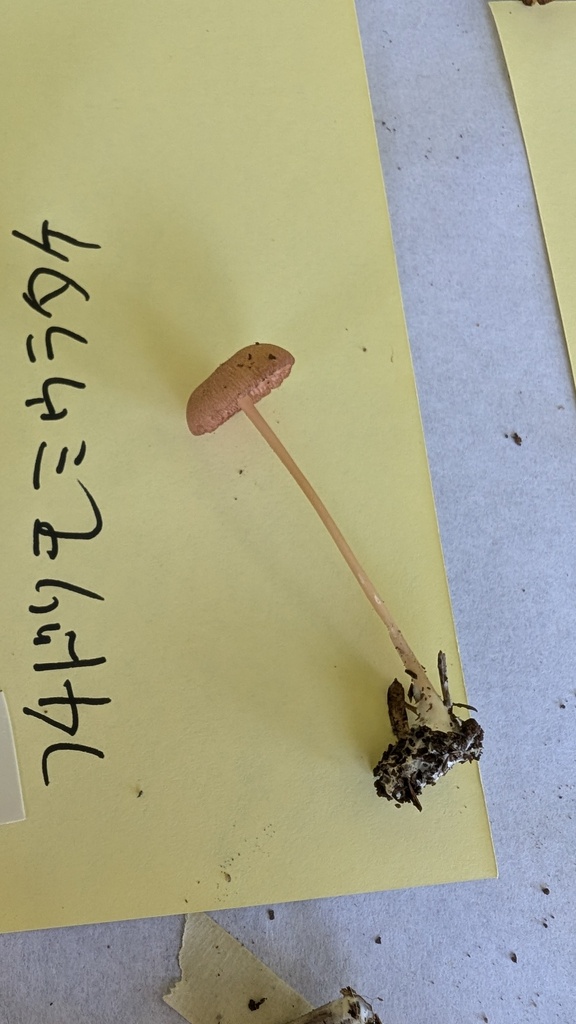 Entoloma nipponicum